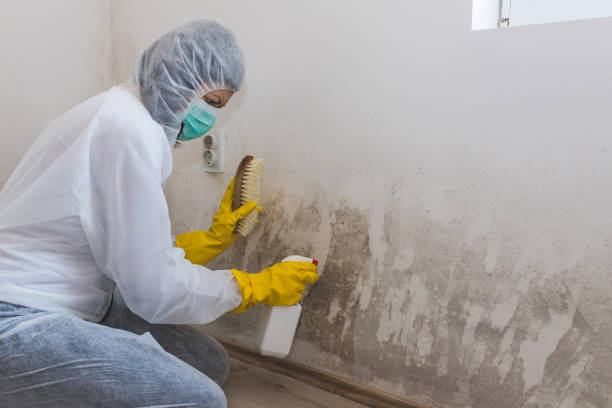 Best Crawl Space Mold Remediation in Marion, NC