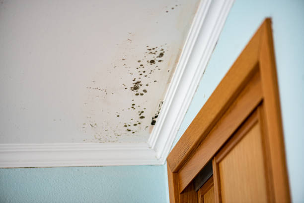 Best DIY Mold Remediation Support Services in Marion, NC