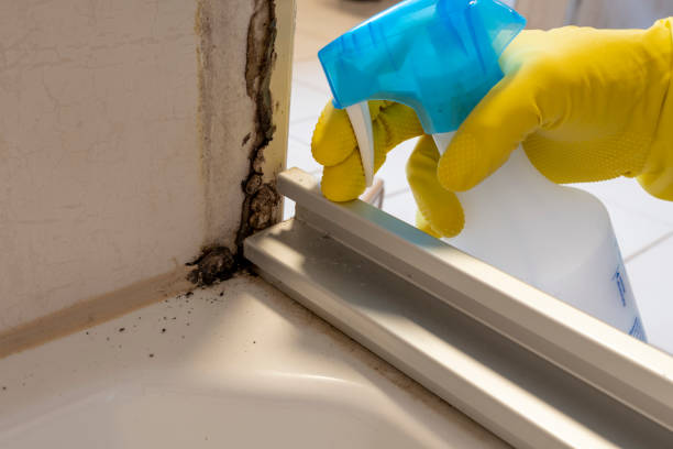 Best Commercial Mold Remediation in Marion, NC