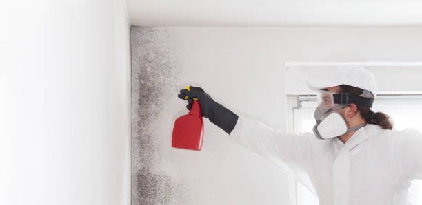 Best Mold Remediation for Schools in Marion, NC