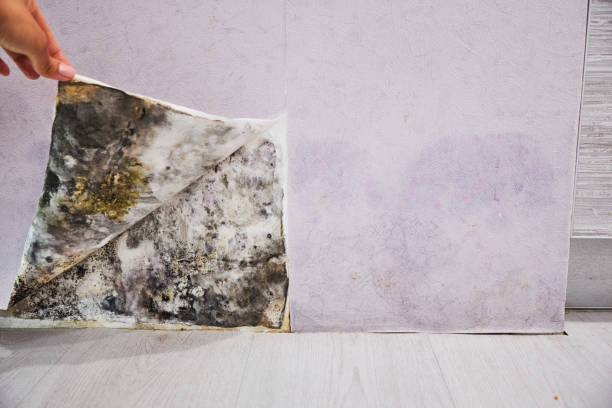 Trusted Marion, NC Mold Remediation Experts